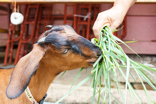 Goat Eating Stuff