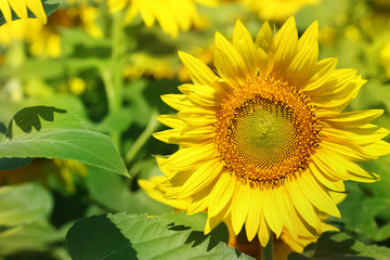 Beautiful sunflower in the field, close up