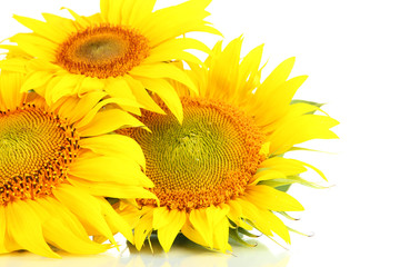 Obraz premium Bright yellow sunflower blooms with green leaves, natural beauty and summer harvest, isolated on a clean white background
