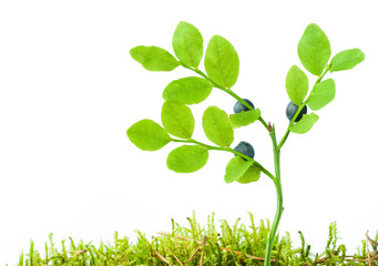 Obraz premium Bilberry berries