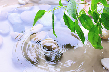 Obrazy na Szkle  Zielone liście z odbiciem w wodzie