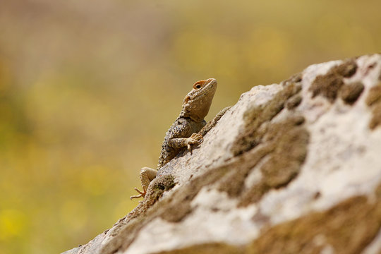 Bearded Dragon