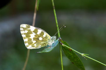 Farfalla su foglia