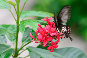 Fototapeta premium Colorful butterfly and the flower 