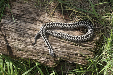 Adder, Vipera berus