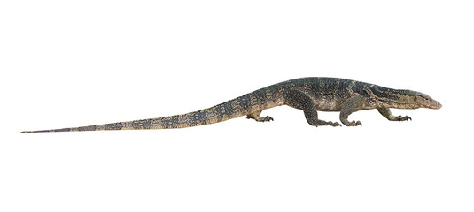 Varanus salvator isolated on white background