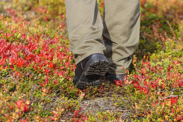 Man walk among bearberry rice