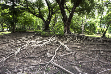 big tree root