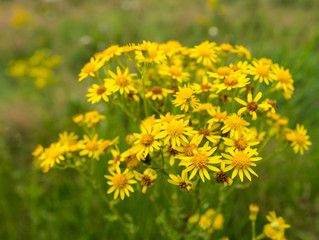 Yellow flowering Ragwort