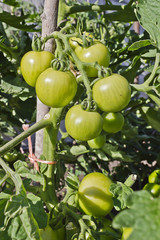 bunch of green tomatoes