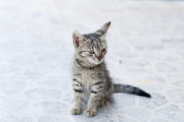 Adorable tabby kitten