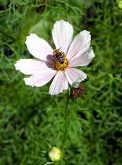 Fototapeta premium pink flower of cosmos and bee insect