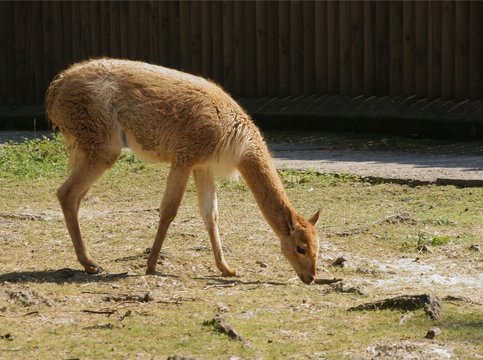wild animal wikunia