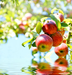 rote Äpfel mit Spiegelung, flood, copy space