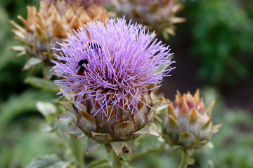 Artichocke flower