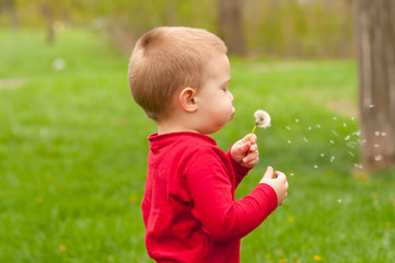 Cute little boy blowing dandelion in the park