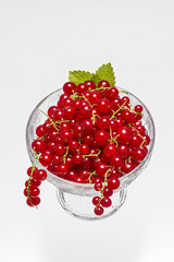 Rote Johannisbeeren