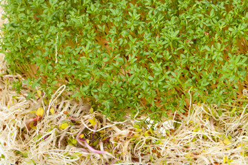 Fresh alfalfa sprouts and cress on white background