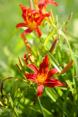 Fototapeta premium цветы