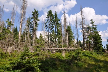 Forest destroyed by bark beetle