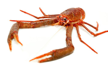 Langoustine