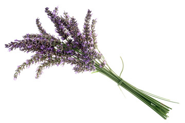 Lavendel