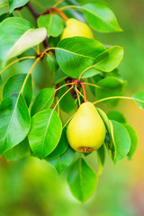 Pear on a branch