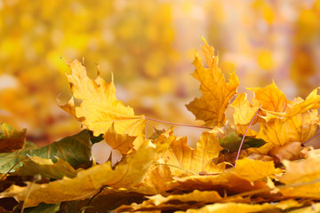 dry autumn maple leaves on yellow background
