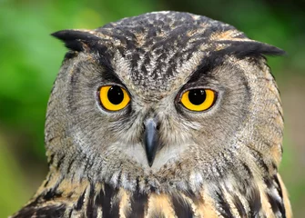 Tuinposter Uil Oehoe, Bubo bubo