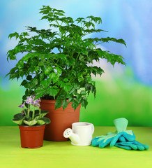 Beautiful flowers in pots on wooden table on natural background