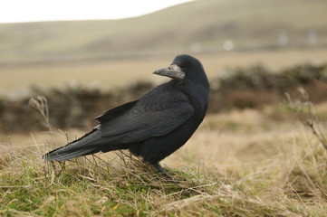 Raven