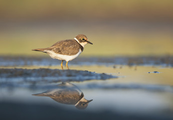 Little Ringed Plover