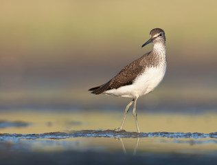 Green Sandpiper