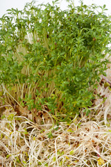 Fresh alfalfa sprouts and cress on white background