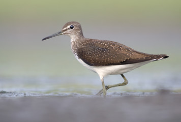 Green Sandpiper