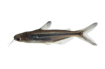 tropical fish pangasius hypophthalmus
