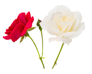 tea rose isolated