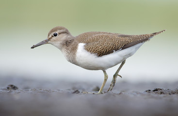 Common Sandpiper
