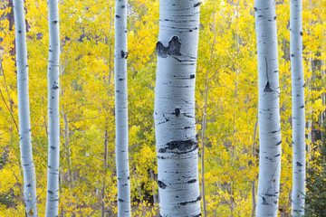 Golden Yellow Aspen Leaves Behind Blue Light Aspen Tree Trunks