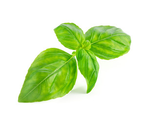 Fresh basil leaves isolated on white background