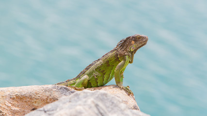 Green Iguana (Iguana iguana) sitting on rocks
