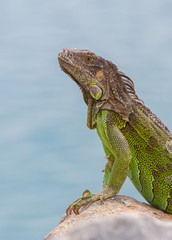 Green Iguana (Iguana iguana) sitting on rocks