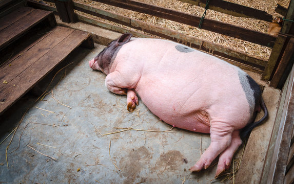 Sleeping pig in pen