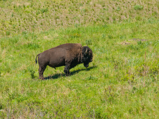 Large American Bison at the National Bison Range in Montana, USA
