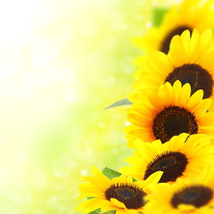 Obraz premium Yellow sunflowers.