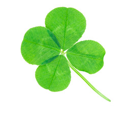 clover