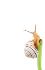 snail on a green spine