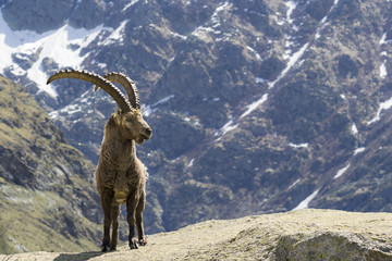 stambecco, Parco Nazionale Gran Paradiso, Italia