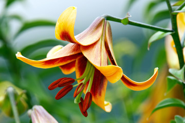 Obraz premium American variety day lily
