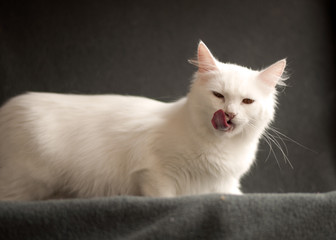 Adorable white Persian cat